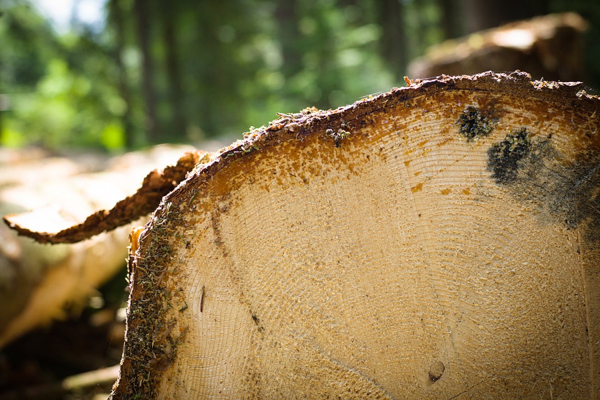 Holzwerke Weinzierl – Foto 5