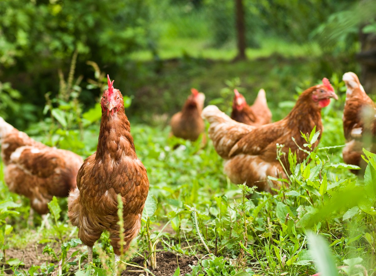 Biohotel Pausnhof – Foto 45