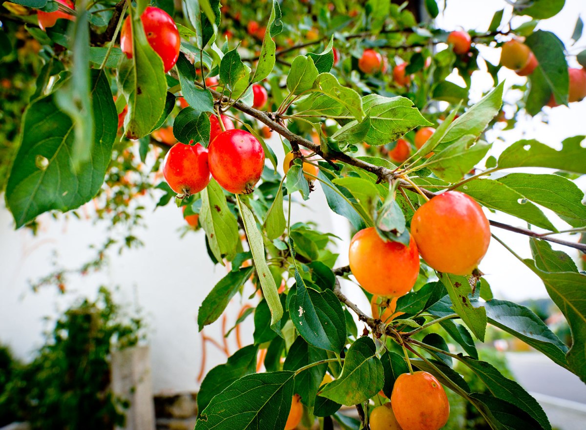 Biohotel Pausnhof – Foto 24